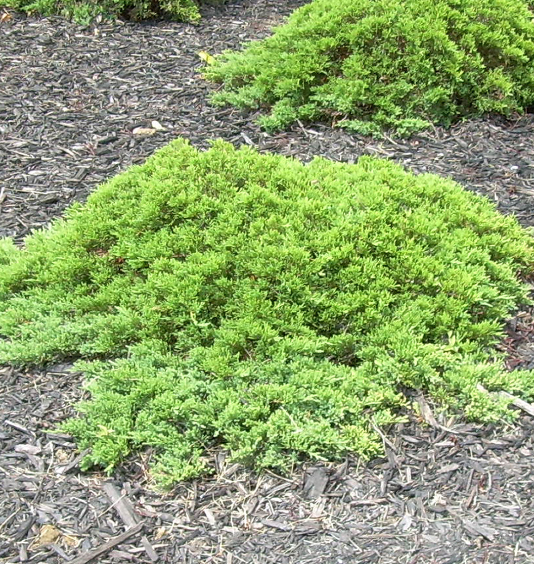 Dwarf Japanese Garden Juniper